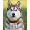 Hundemarke SOS "Knochen" Silikon Fluoreszierend Blau